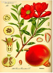 Pomegranate Hull P. E. /Punica Granatum L. /Plant Extract